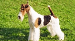 Tin foxterier (foto): priateľské domáce zviera a skutočný lovec